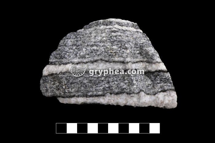 Migmatite - échantillon - gryphea.com